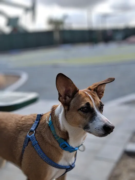 Signal Hill Dog Park 6