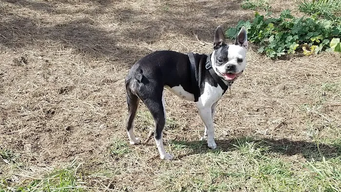 El Segundo Dog Park 9