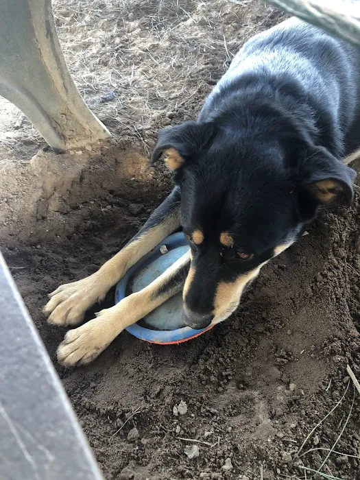 El Segundo Dog Park 5
