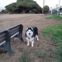 El Segundo Dog Park ico