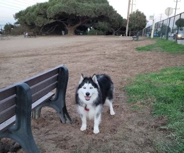 El Segundo Dog Park