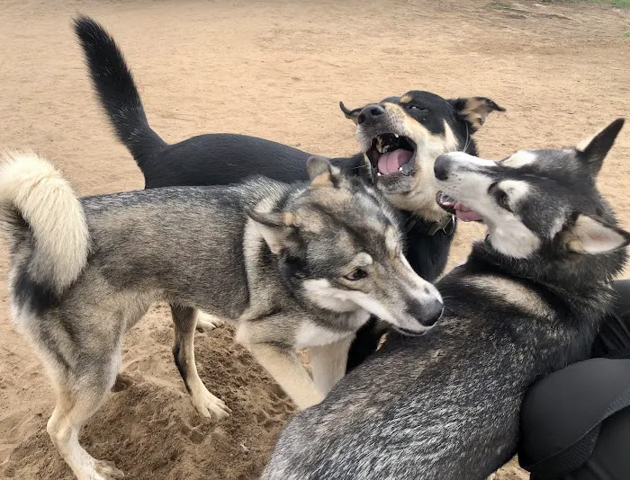 El Segundo Dog Park 2