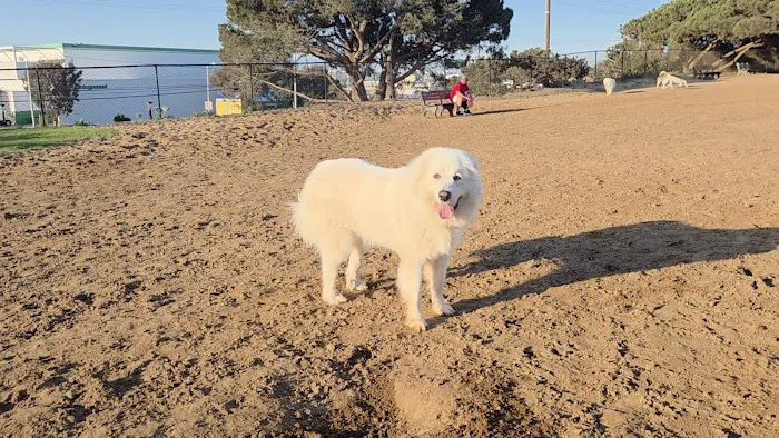 El Segundo Dog Park 4