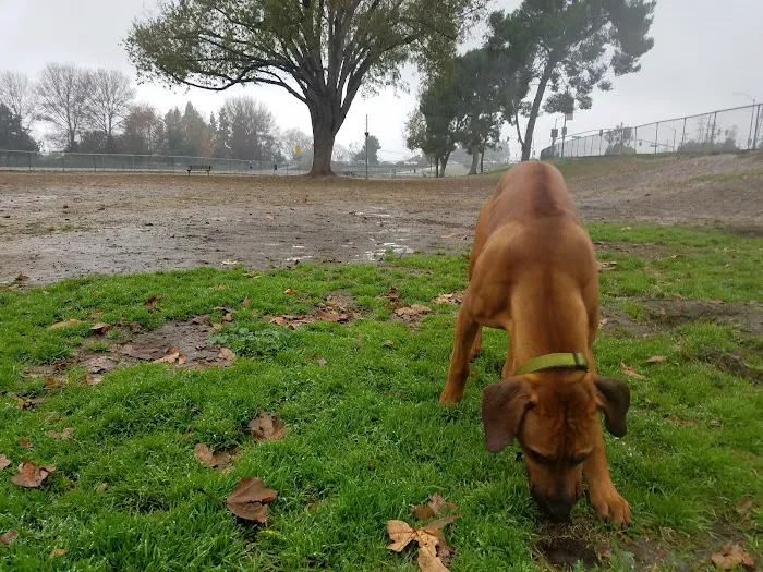 Home Run Dog Park 4