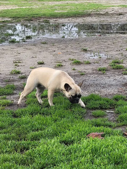 Home Run Dog Park 10