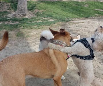 Home Run Dog Park