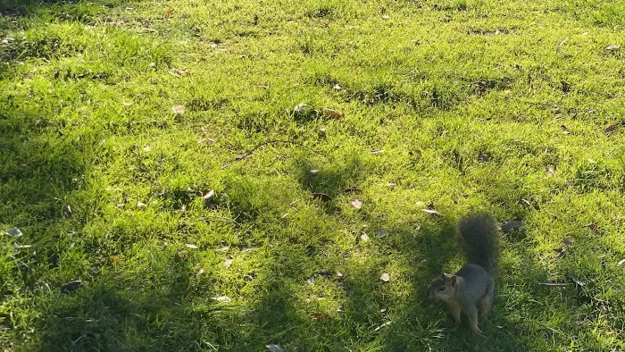 El Dorado Park Dog Park 2