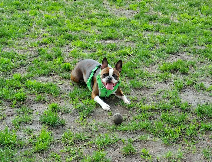 El Dorado Park Dog Park 9