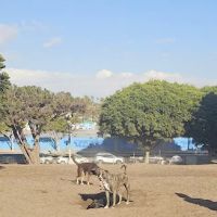 Westminster Dog Park ico