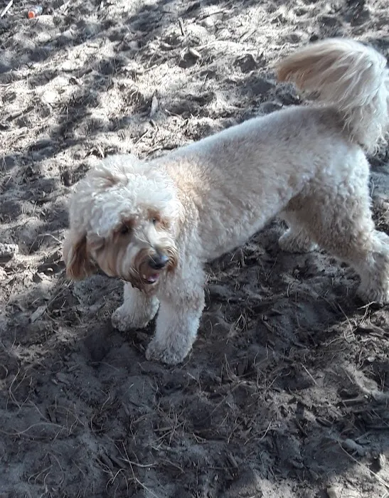 Westminster Dog Park 2