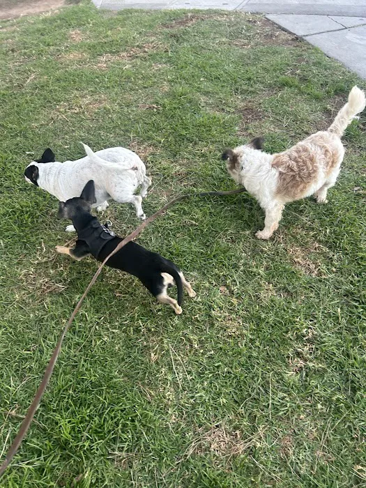Westminster Dog Park 4