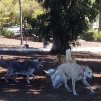 Herb Katz Dog Park ico