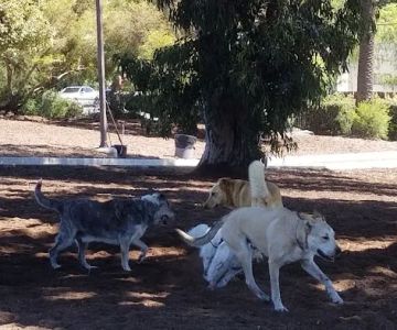 Herb Katz Dog Park