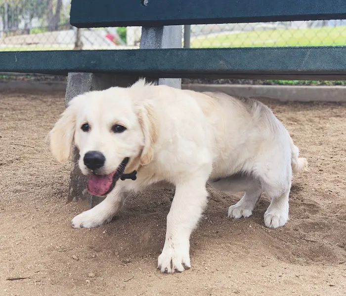 Herb Katz Dog Park 2