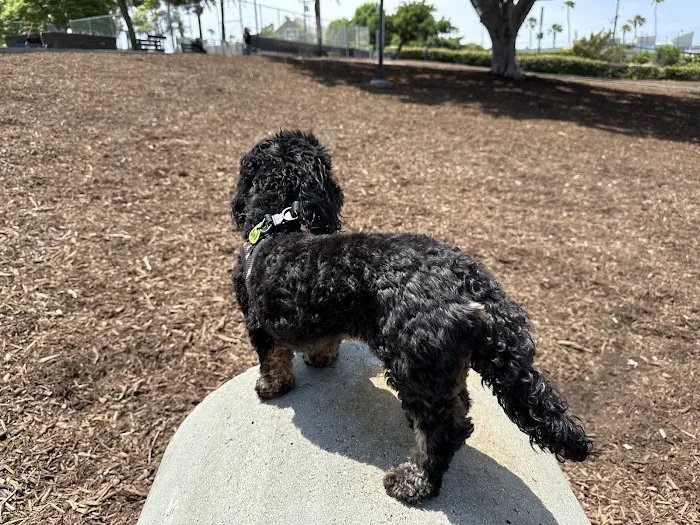 Herb Katz Dog Park 5
