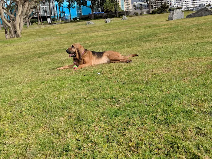 Seaside Dog Zone 9