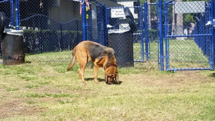 Seaside Dog Zone 8