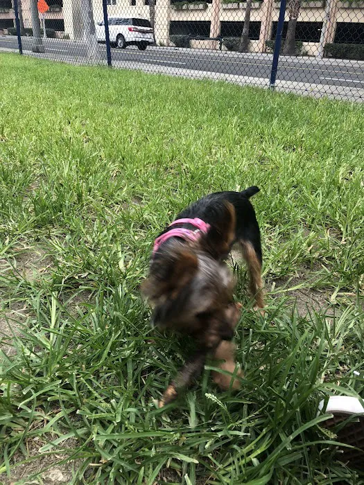 Seaside Dog Zone 6