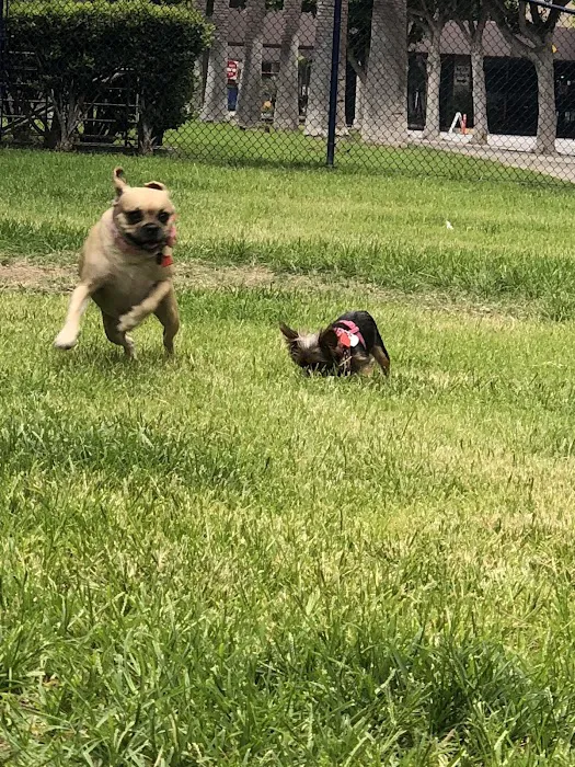 Seaside Dog Zone 3