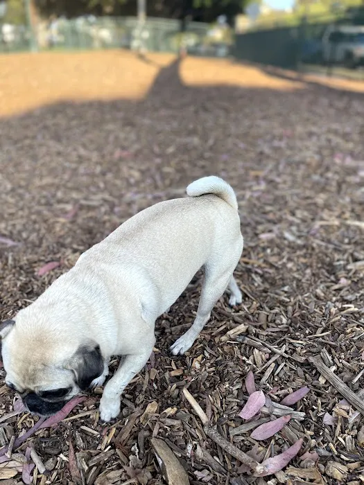 Bixby Dog Park 5