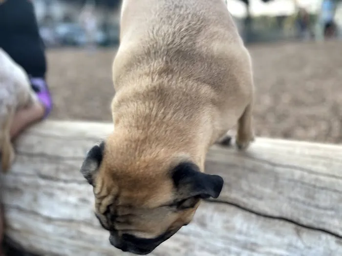 Bixby Dog Park 3