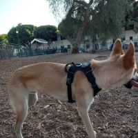 Bixby Dog Park ico