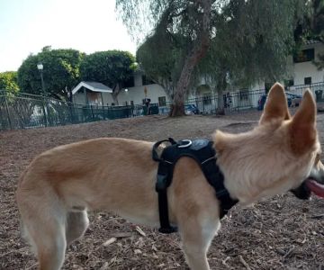 Bixby Dog Park