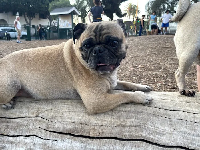Bixby Dog Park 4
