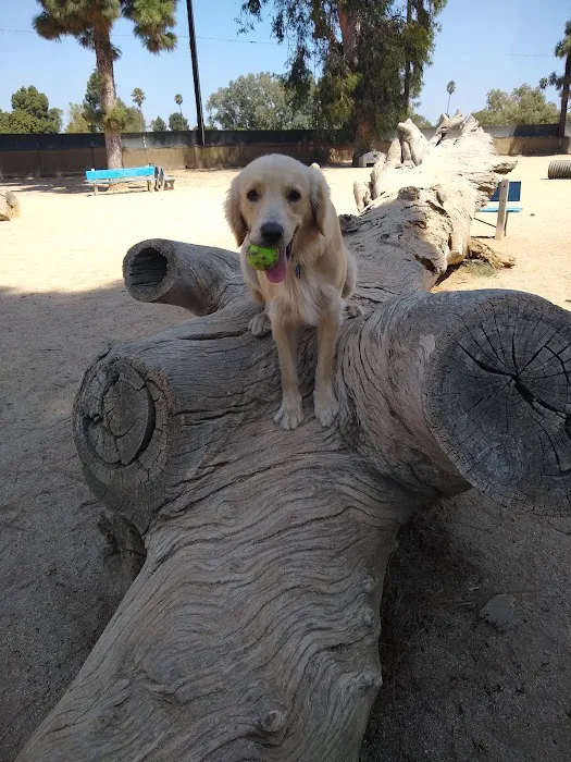 Recreation Dog Park 6