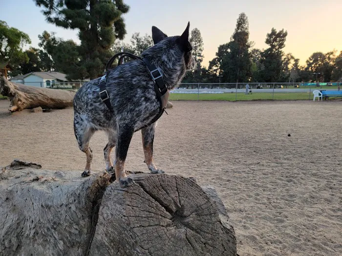 Recreation Dog Park 10