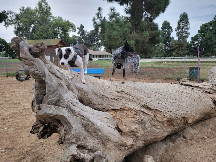 Recreation Dog Park 7