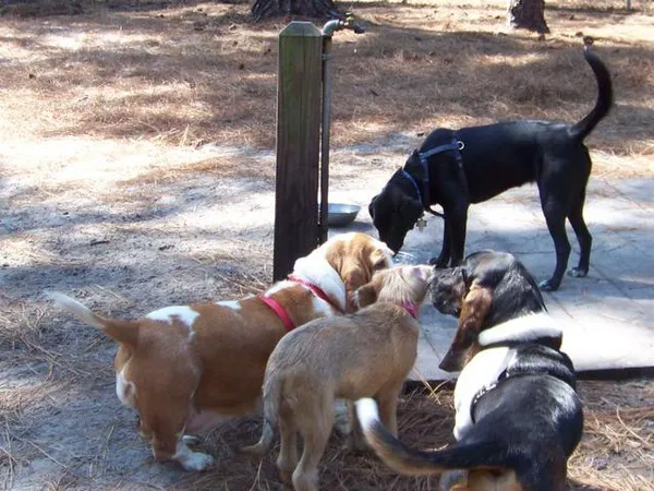 LEXI'S COMMUNITY DOG PARK 7