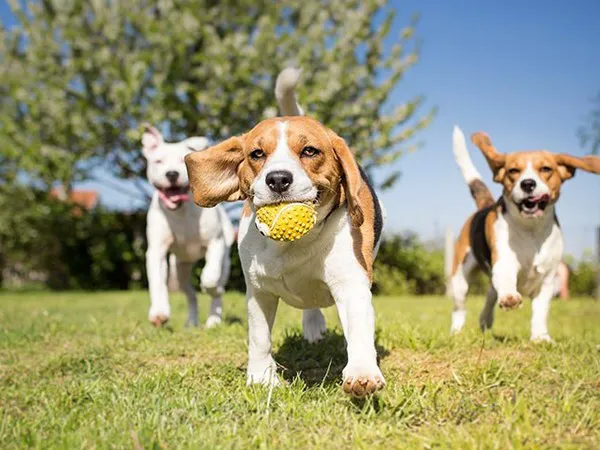 LEXI'S COMMUNITY DOG PARK 6