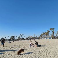 Rosie's Dog Beach ico