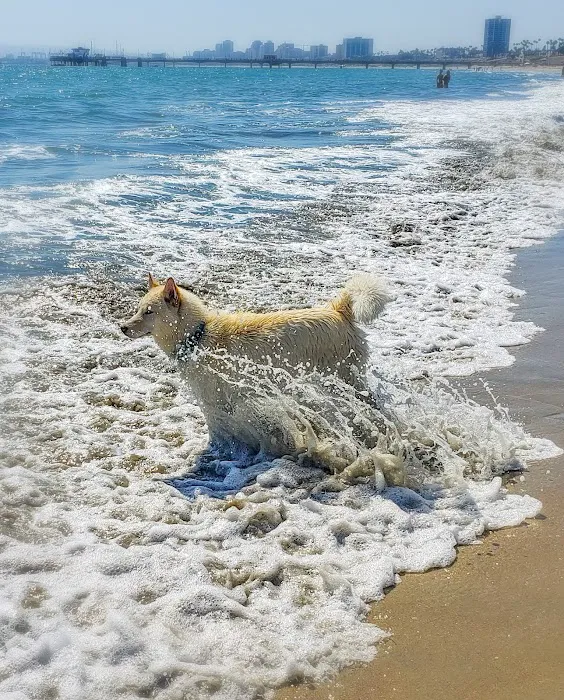 Rosie's Dog Beach 6