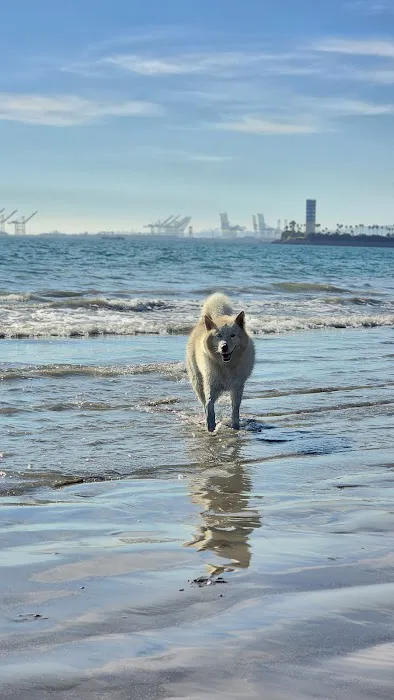 Rosie's Dog Beach 4