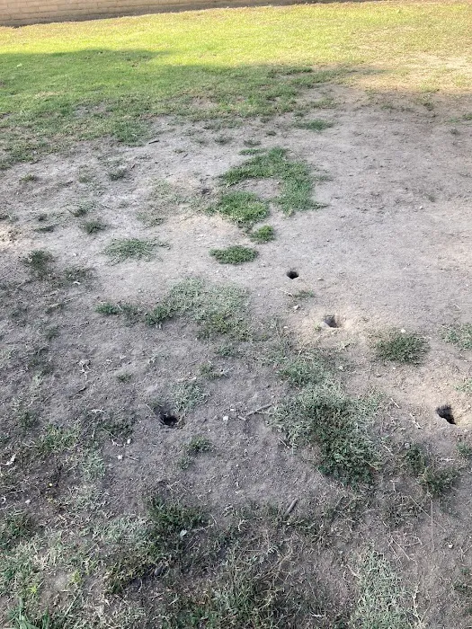 Bellis Park Dog Park 5