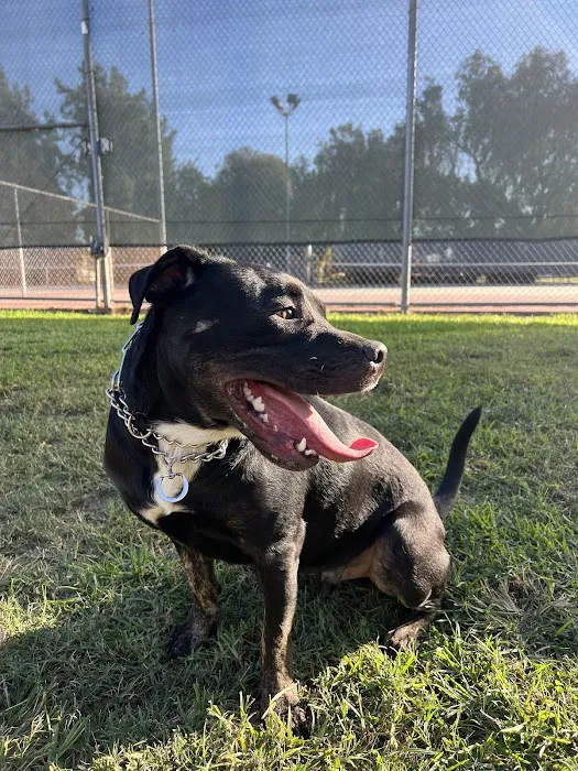 Bellis Park Dog Park 7