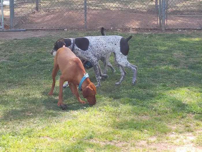 Bellis Park Dog Park 6