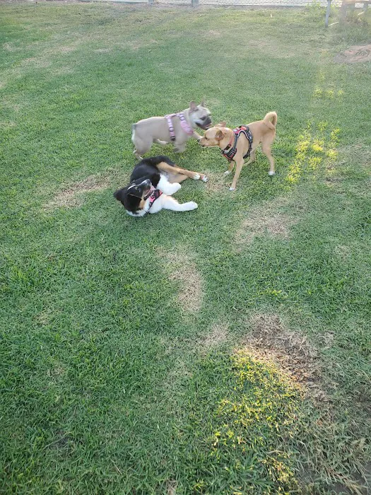 Bellis Park Dog Park 4