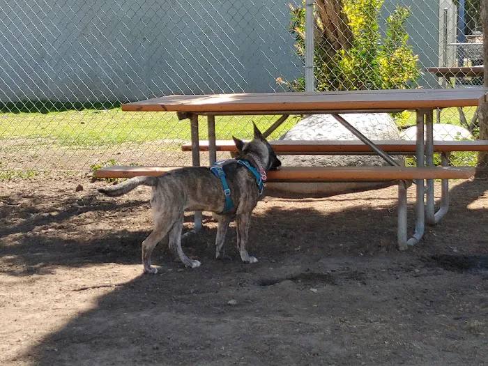 Bellis Park Dog Park 8