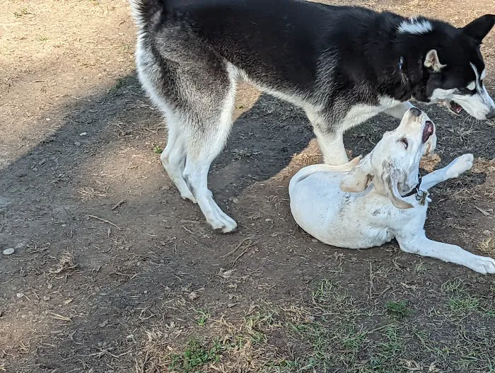 Fullerton Pooch Park 6