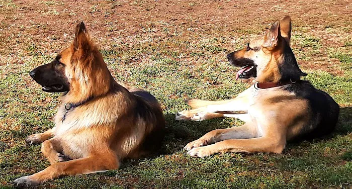 San Dimas Dog Park 2