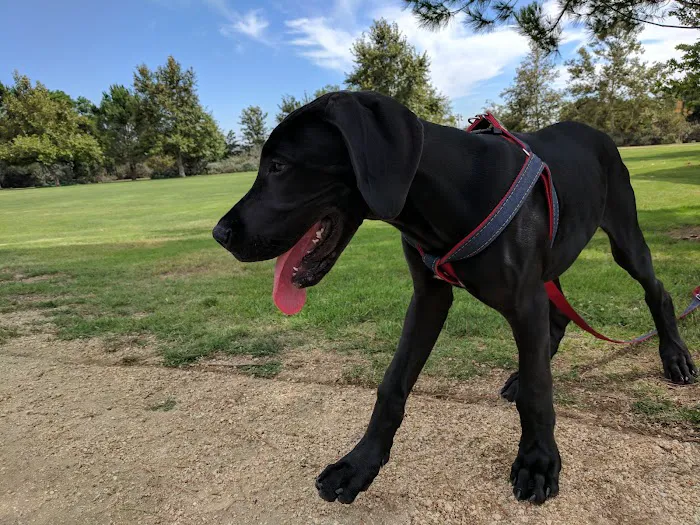 San Dimas Dog Park 8