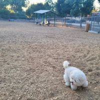 Pantera Dog Park ico