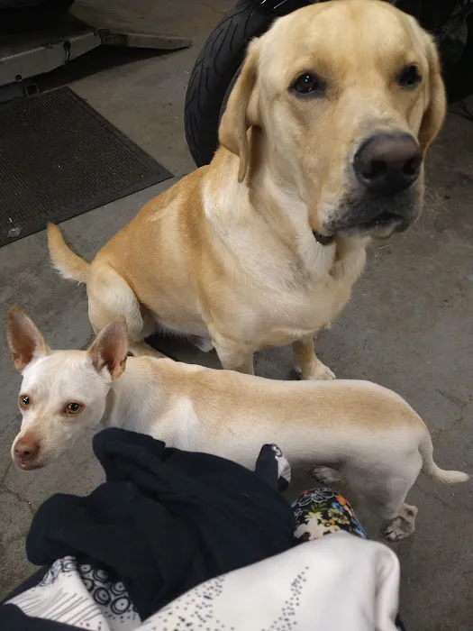 Dog park 6