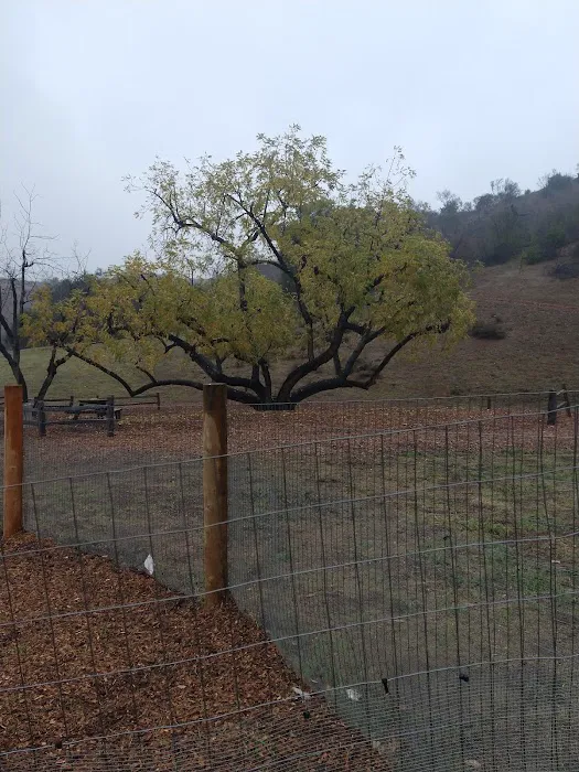 Dog park 8