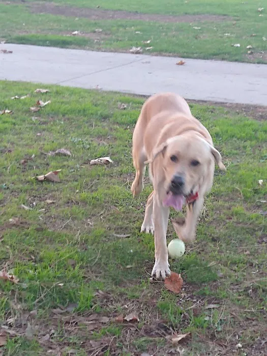 Dog park 5