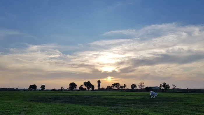 Arbor Dog Park 7
