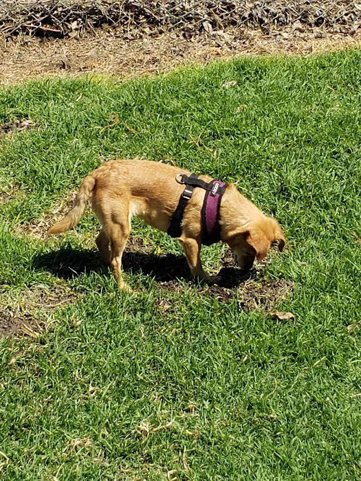 Arbor Dog Park 3